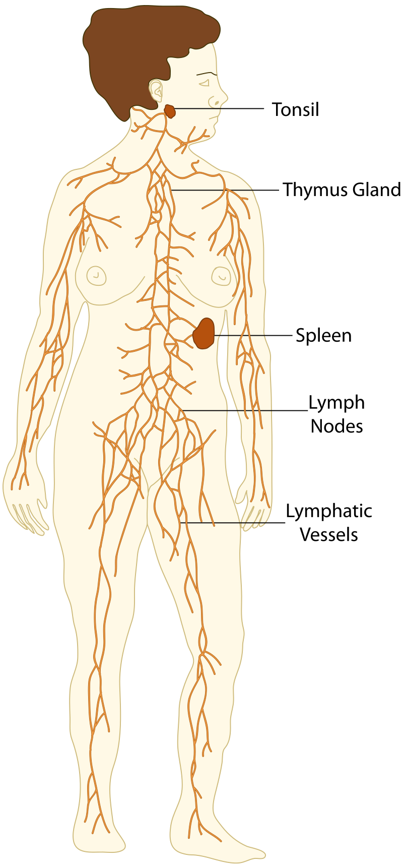 Drainage lymphatique