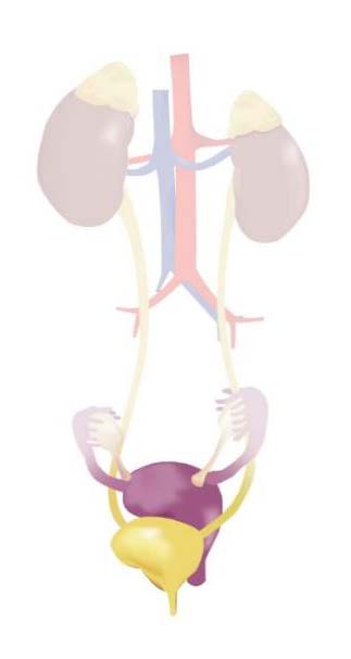 Urogynecologie / périnéologie